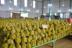 Người tiêu dùng Trung Quốc đang rất ưa chuộng các dòng sản phẩm sầu riêng chế biến của Việt Nam. (Ảnh: Hoài Thu/TTXVN)