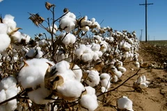 (Ảnh: agricorner.com)
