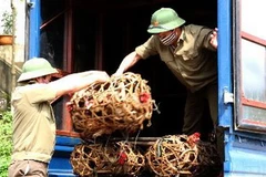 Bắt giữ gà nhập lậu. (Ảnh: TTXVN)