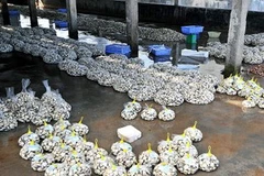 (Nguồn: giaothuy.namdinh.gov.vn)