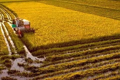 (Ảnh: Duy Khương/TTXVN)