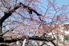 Một cây anh đào ở quận Shibuya, thủ đô Tokyo, Nhật Bản. (Ảnh: Hữu Thắng/Vietnam+)