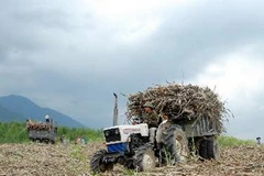 Thu hoạch mía. (Ảnh: TTXVN)