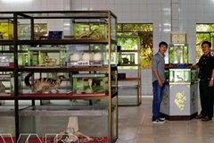 Bảo tàng của trại rắn Đồng Tâm. (Nguồn: Báo ảnh Việt Nam)