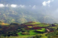 Ruộng bậc thang ở Sa Pa. (Ảnh: Nguyễn Thủy/TTXVN)