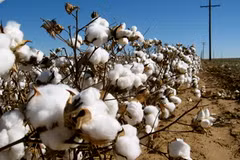 (Ảnh: agricorner.com)