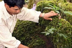 Cây sâm Ngọc Linh được trồng trong môi trường tự nhiên tại huyện Tu Mơ Rông, Kon Tum. (Ảnh: Trần Lê Lâm/TTXVN)