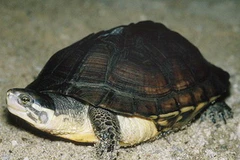 Rùa Trung bộ. (Ảnh: biolib.cz)