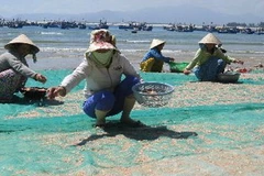 Ngư dân phơi ruốc khô. (Ảnh: TTXVN)