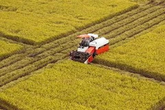 (Ảnh minh họa: TTXVN)