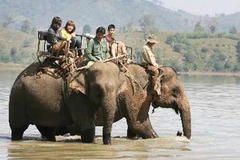 Những con voi nhà được sử dụng phục vụ du lịch ở buôn Jun, huyện Lăk, Đắk Lắk. (Ảnh: Phương Hoa/TTXVN)