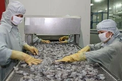 Chế biến tôm xuất khẩu. (Ảnh: TTXVN)