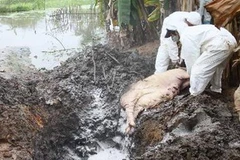 Lực lượng thú y tiêu hủy lợn mắc bệnh tai xanh ở xã Triệu Đông, huyện Triệu Phong, Quảng Trị. (Ảnh: Hồ Cầu/TTXVN)