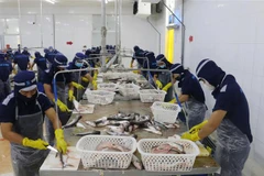 Chế biến cá tra xuất khẩu tại Công ty cổ phần Xuất nhập khẩu thủy sản Cửu Long An Giang. (Ảnh: Công Mạo/TTXVN)