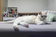 Một chú mèo tại Hàn Quốc. (Nguồn: Vietnam+)