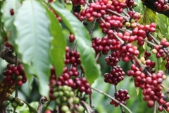 Giá càphê trên địa bàn tỉnh đang dao động gần 60.000 đồng/kg càphê nhân, cao hơn gần 1,5 lần so với cùng thời điểm năm 2022. (Ảnh: Tuấn Anh/TTXVN)