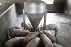 Dự thảo Luật cần tiếp cận gần hơn với các đối tượng quy mô nhỏ và rất nhỏ. (Ảnh minh họa. Nguồn: TTXVN)