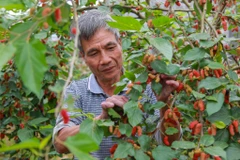 Đi dọc quốc lộ 32 về xã Dương Liễu (Hoài Đức, Hà Nội), những ngày này, dâu tằm đang chín rộ, người dân tất bật hái dâu cho kịp lứa. (Ảnh: PV/Vietnam+)