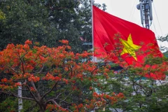 Cứ mỗi khi thấy sắc đỏ hoa phượng rực rỡ trên các tuyến đường Hà Nội, người ta biết mùa Hè đã về. (Ảnh: Vietnam+)