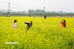 Thời điểm đầu đông, giới trẻ Hà Nội thi nhau tìm đến những vườn hoa cải ở khu vực ngoại thành khi nơi đây đã nở hoa vàng tươi, tạo nên những thảo nguyên hoa rực rỡ. (Ảnh: Thế Đại/Vietnam+)