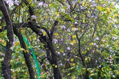 (Ảnh: Thế Đại/Vietnam+)