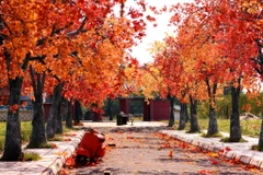 Lấy cảm hứng từ rừng lá phong đỏ tại Hàn Quốc và Canada, một con đường lá phong đỏ rực rỡ vừa xuất hiện tại Thạch Cầu (Long Biên, Hà Nội) khiến người dân Thủ đô mê mẩn. (Ảnh: Vietnam+) 