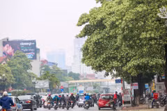 Giữa tiết trời se se lạnh cuối thu, Thủ đô trở nên dịu dàng, lãng mạn với hương hoa sữa thoảng bay trong gió, lan tỏa vào tiềm thức mỗi người. (Ảnh: Vietnam+)