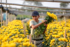 Làng hoa Tây Tựu (quận Bắc Từ Liêm, Hà Nội) là một trong những nơi cung cấp hoa chủ lực cho Thủ đô, đặc biệt cho dịp Tết Nguyên đán đang sắp tới gần. (Ảnh: Minh Sơn/Vietnam+)