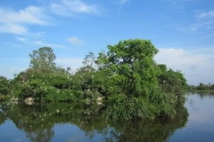 Cò về cư trú tại Cồn Chim. (Nguồn: binhdinh.gov.vn)