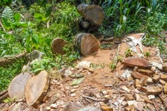 Một điểm khai thác gỗ nghiến của lâm tặc. (Ảnh: Xuân Tư/TTXVN)