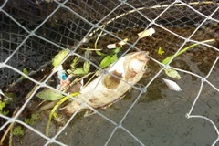 Cá lồng bị chết hàng loạt ở xã đảo Nghi Sơn. (Ảnh: Trịnh Duy Hưng/TTXVN)