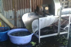 TP.HCM phát hiện hơn 1,5 tấn rau muống ngâm hóa chất độc hại