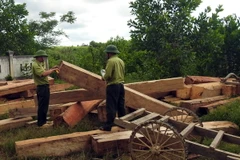 Gỗ do lâm tặc khai thác trái phép bị lực lượng chức năng huyện Vĩnh Linh bắt giữ. (Ảnh: Trần Tĩnh/TTXVN)