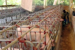 Ảnh chỉ có tính minh họa. (Ảnh: Đức Hiếu/TTXVN)