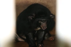 Một trong hai cá thể gấu ngựa bị nuôi nhốt trong lồng sắt. (Ảnh: Công Mạo/TTXVN)