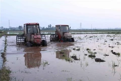 Làm đất chuẩn bị gieo cấy lúa vụ Đông Xuân 2018-2019 tại xã Giao Tiến, huyện Giao Thủy, tỉnh Nam Định. (Ảnh: Vũ Sinh/TTXVN)