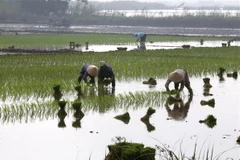 Ảnh chỉ có tính minh họa. (Ảnh: Hồ Cầu/TTXVN)