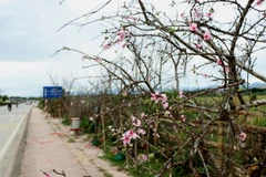 Một góc phố đào rừng bên sông Nậm Rốm. (Ảnh: Xuân Tiến-Hải An/Vietnam+)