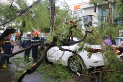 [Photo] Cây xanh đổ ngổn ngang sau trận mưa giông lớn tại Hà Nội