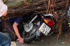 Cây si đổ đè lên người và xe máy trong cơn mưa lớn. (Ảnh: Sơn Bách/Vietnam+)