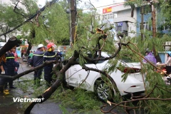 [Photo] Cây xanh đổ ngổn ngang sau trận mưa giông lớn tại Hà Nội