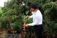 [Video] Xuất khẩu những tấn vải thiều đầu tiên đi Nhật Bản, Singapore