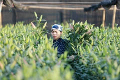 Người trồng rau xanh, hoa tươi của Hà Nội kém vui vì ế ẩm