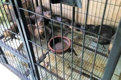 Phạt 11 năm tù đối tượng nuôi nhốt lượng lớn cá thể động vật hoang dã