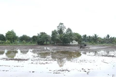 Xâm nhập mặn ở ĐBSCL sẽ đạt mức cao nhất vào cuối tháng 1