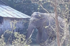 Chi hơn 3,1 tỷ đồng hỗ trợ người dân bị thiệt hại do voi rừng gây ra