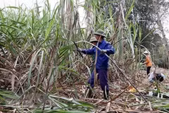 Sắp tham vấn điều tra chống bán phá giá đường mía xuất xứ Thái Lan