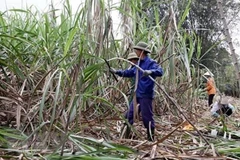 Sắp tham vấn điều tra chống bán phá giá đường mía xuất xứ Thái Lan