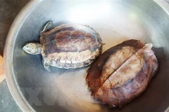 Giải cứu được 157 cá thể động vật hoang dã trong tháng 5