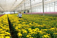 Gia đình ông Lê Mỹ Thành (phường 7, thành phố Đà Lạt, Lâm Đồng) có 7.000m2 nhà kính trồng hoa cúc để liên kết xuất khẩu hoa sang Australia. (Ảnh: Nguyễn Dũng/TTXVN)